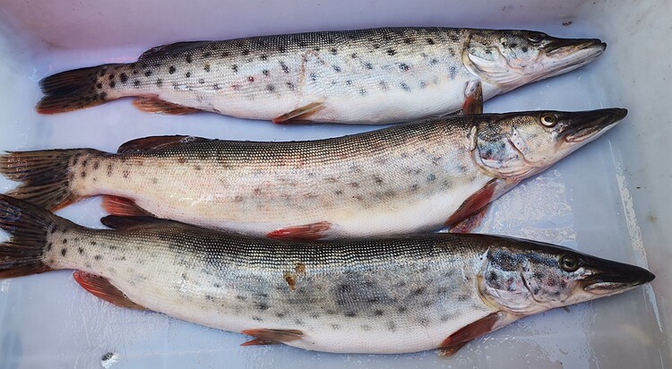 狗鱼包邮黑龙江特产野生冷水整条棒子黑斑淡水鱼类