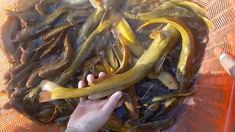 包邮黑龙江开江野生冷水牛尾巴每斤乌苏里嘎牙淡水鱼类