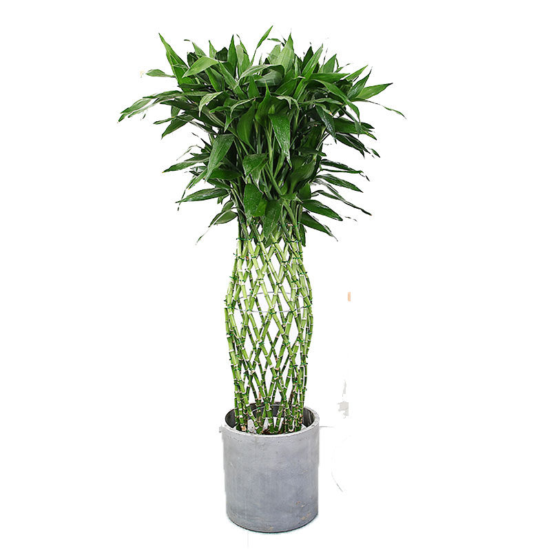 盆栽室内富贵竹开运竹笼绿植办公办公室净化空气常绿大型绿植