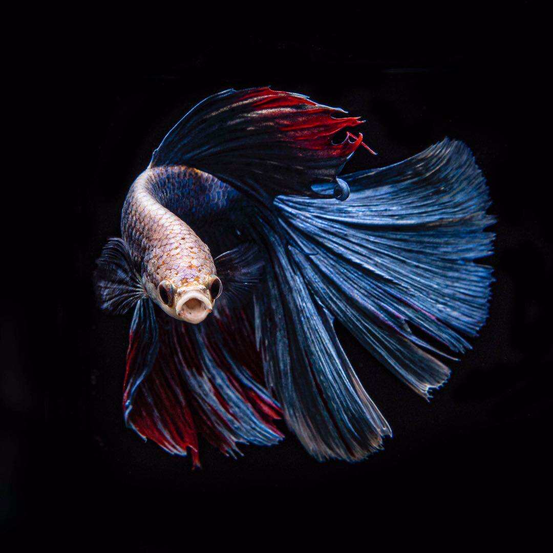 拍照青鳉写真背景白背景神器观赏鱼亚克力孔雀斗鱼桌面缸