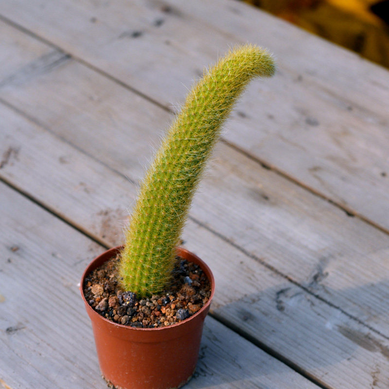 植物猴尾仙人掌盆栽长毛奇趣垂吊软毛尾巴开花多肉植物