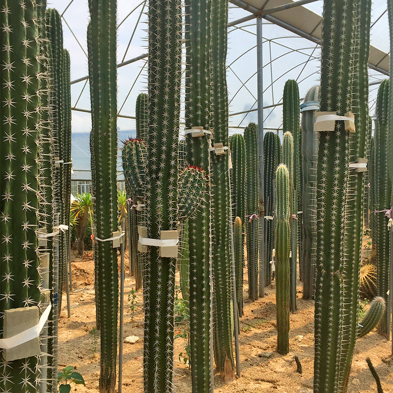 【多肉植物】仙人掌类植物 节柱仙人柱吸甲醛大型超大土人之栉柱