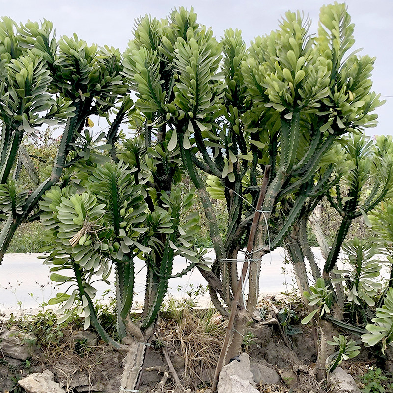 植物仙人霸王大型柱无大棵超大庭院造景布景多肉植物