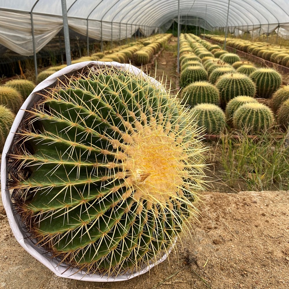 仙人芊朵园金虎植物大个盆栽强刺球超大金大号多肉植物