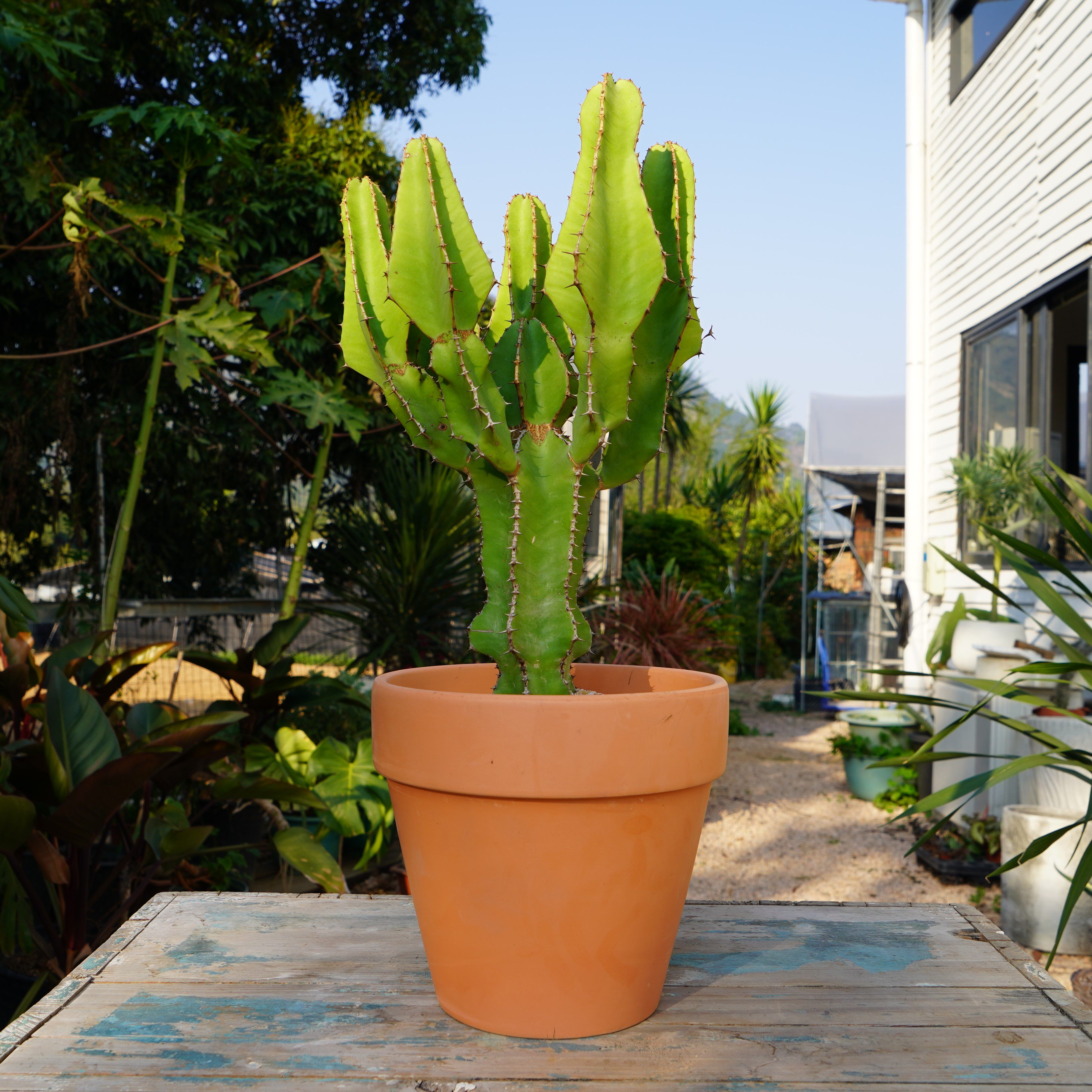 植物琉璃塔群生大戟科多肉热带沙生仙人庭院造景多肉植物