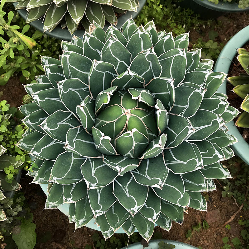 龙舌世之雪龙兰科大型室内多肉植物盆栽稀有多肉植物