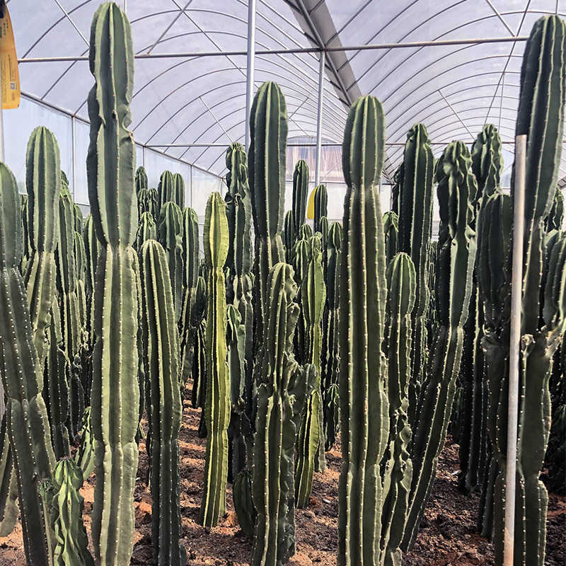 象腿柱象足柱仙人柱沙漠植物造景多肉仙人掌类植物大型开花仙人柱