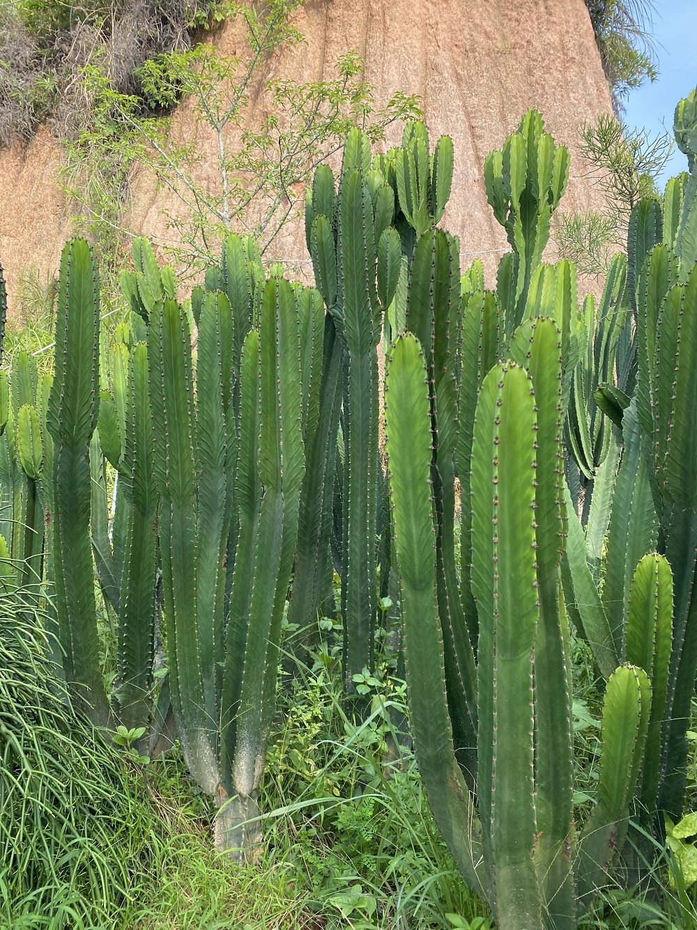 大戟阁仙人柱植物大戟科多肉植物超大带手臂分叉侧牙造景佳品