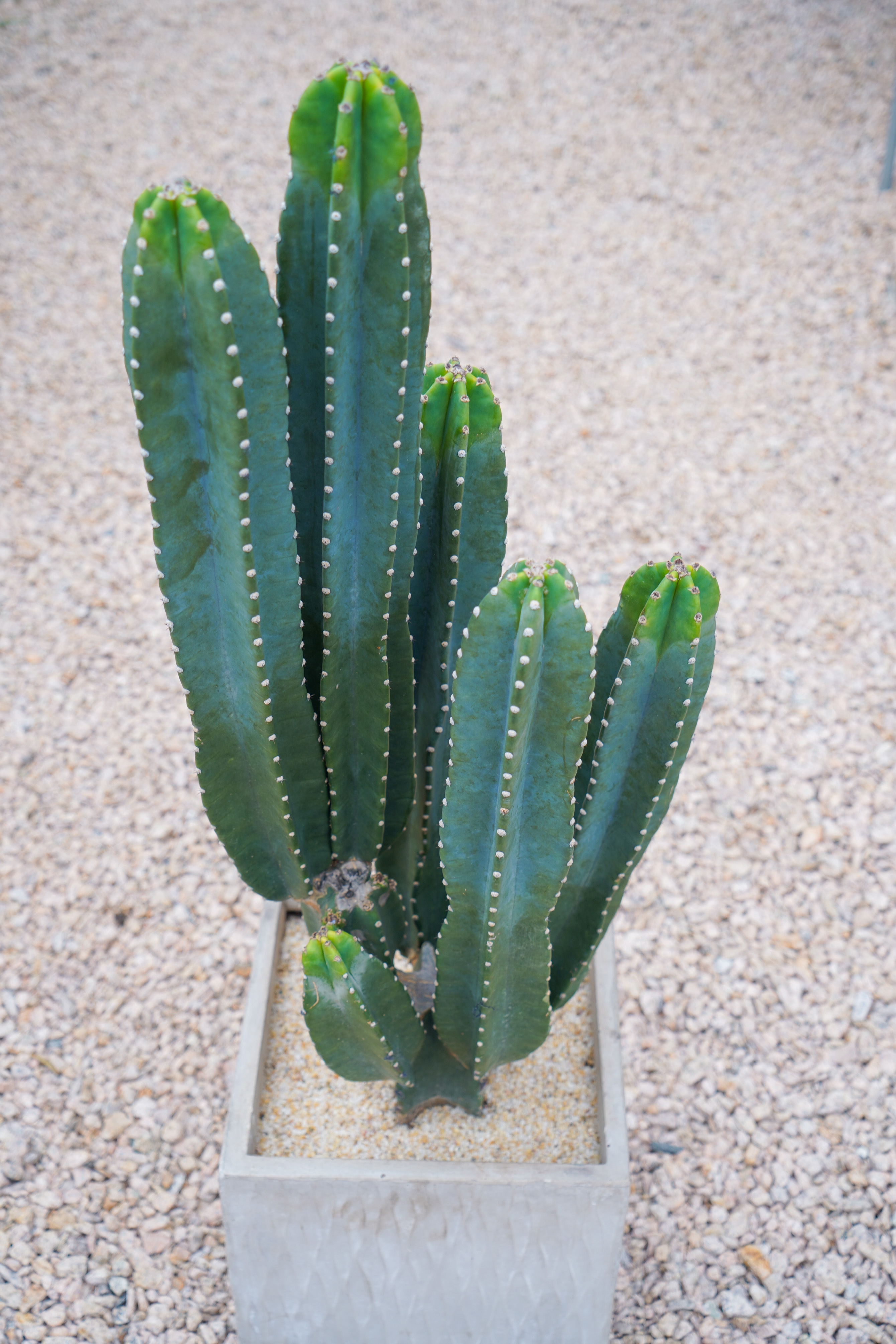 仙人量天尺柱无沙漠植物仙人掌开花室内ins北欧多肉植物