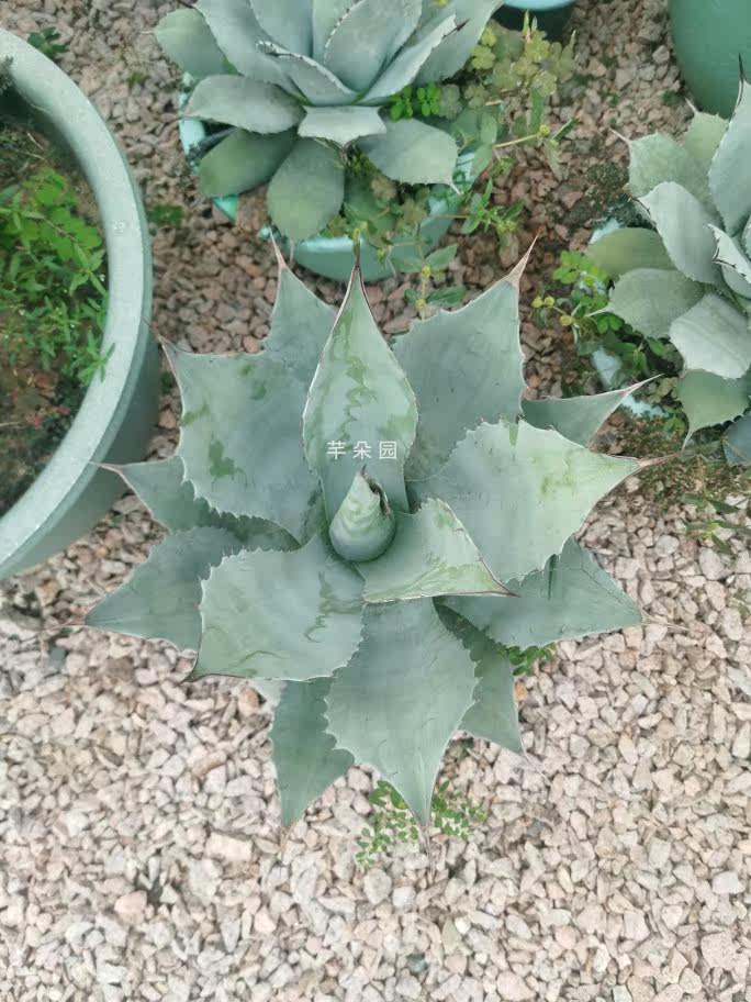 植物鲸鱼龙舌agaveovatifolia母本灰蓝色景观庭院种植多肉植物