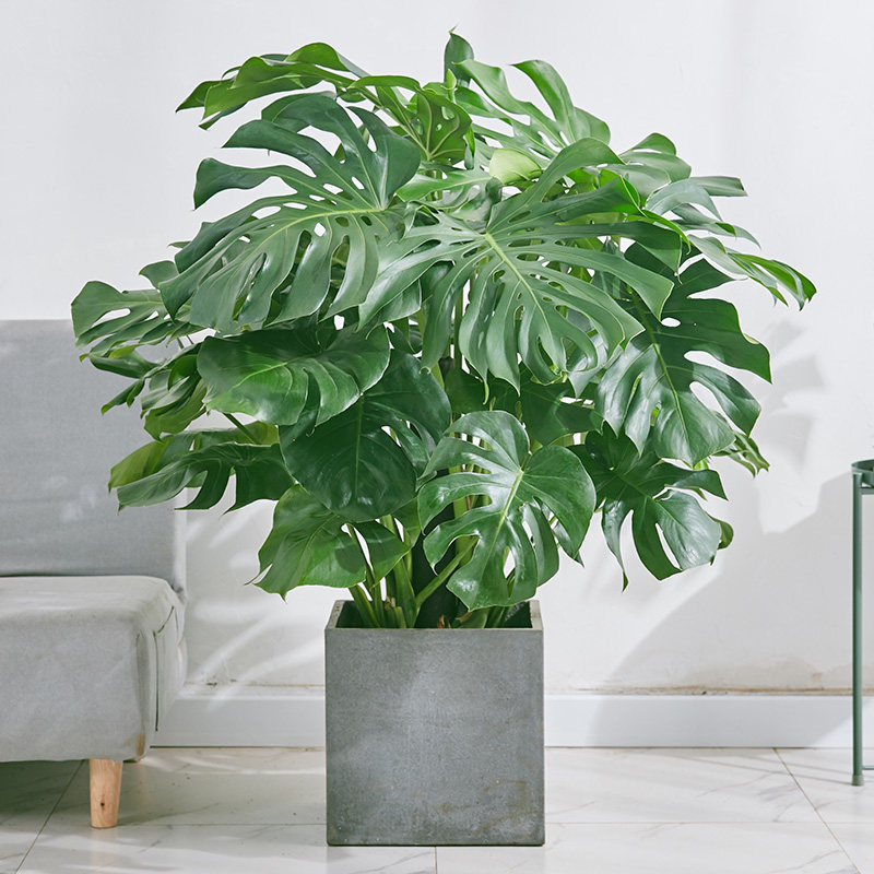 龟背竹大盆栽室内外开背大型老桩植物吸甲醛清新空气水培客厅植物