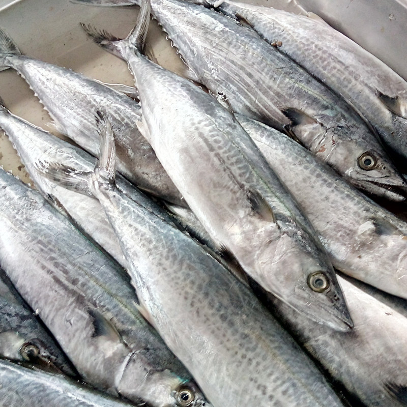 马鲛鱼新鲜野生鲅鱼海连云港大鲅自家船捕鲐鱼4斤马鲛鱼
