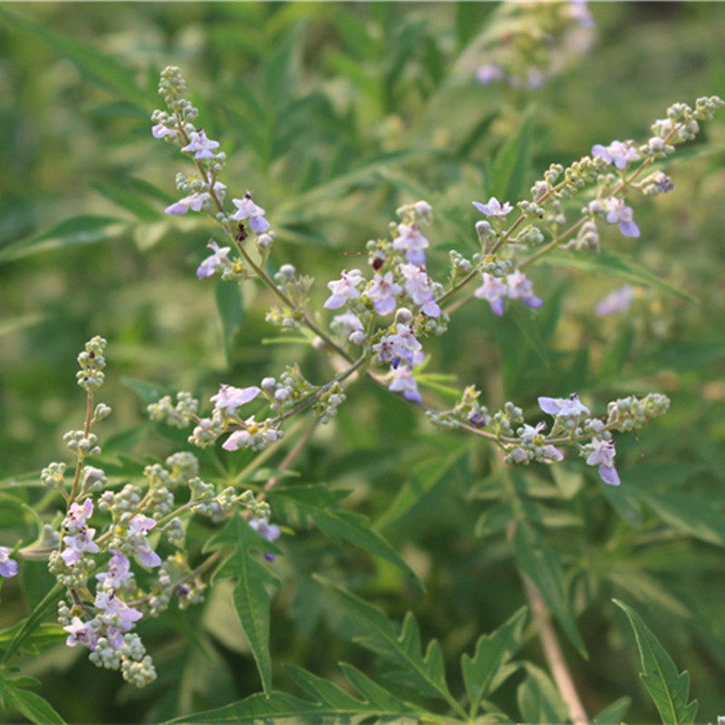 蜂蜜纯正天然农家自产荆条蜜百花蜜野生荆花蜜土蜂蜜无添加真原蜜