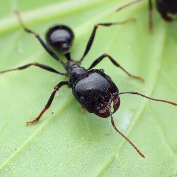 大头新款收获之情巨首特化大工宠物蚂蚁活体蚂蚁