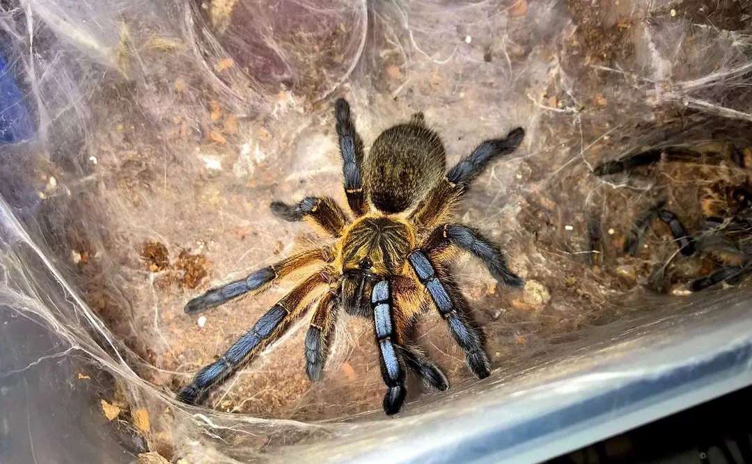 蜘蛛南非蓝腿巴布hp2cm活体宠物无毒超大活物蜘蛛