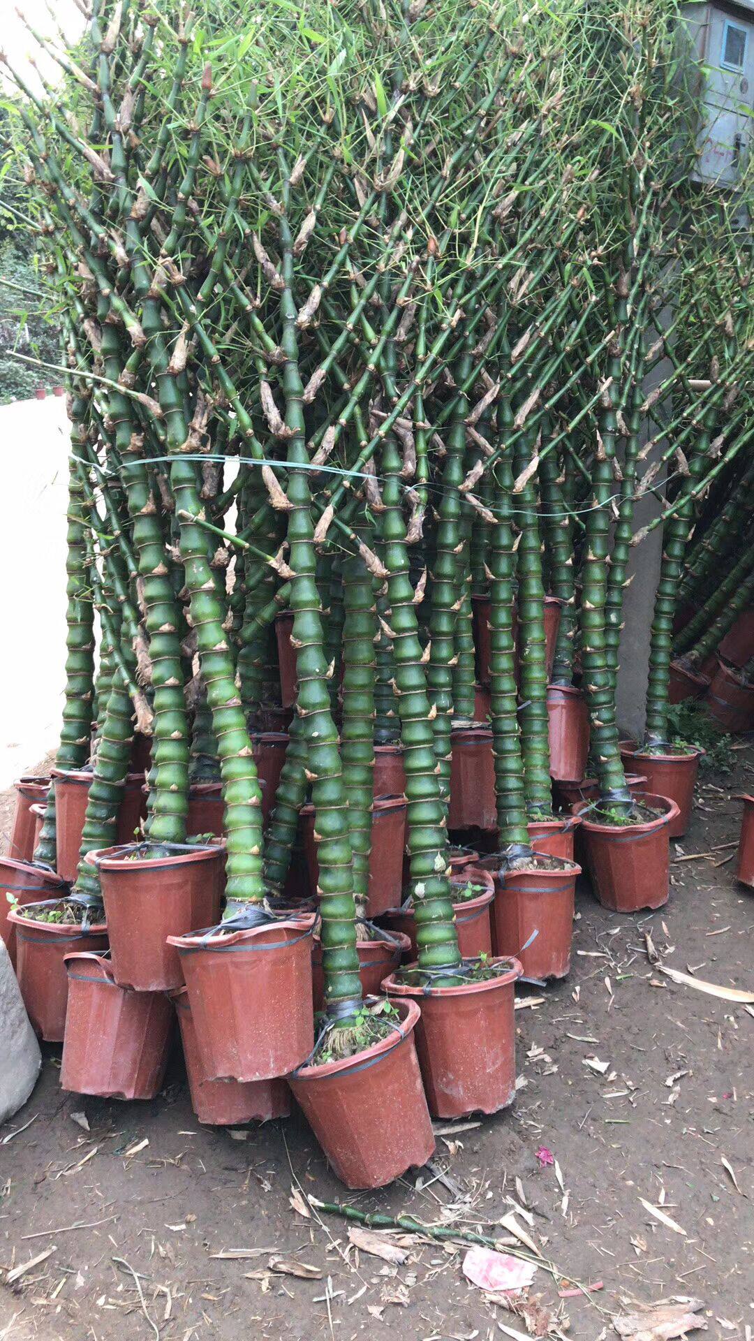 盆栽绿植花卉庭院室外大型佛肚罗汉绿植