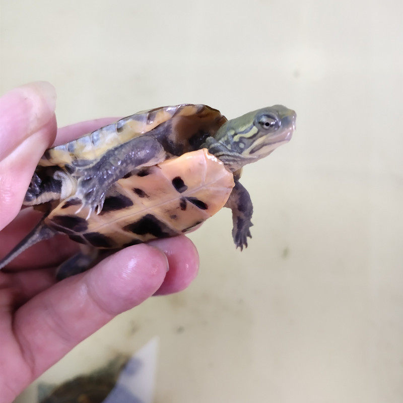 龟苗乌龟活物日本石龟杂日石杂喉宠物网红活体龟
