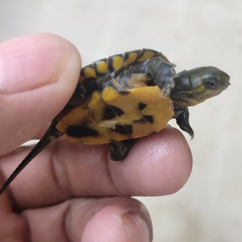 龟苗乌龟活物日本石龟杂日石杂喉宠物网红活体龟