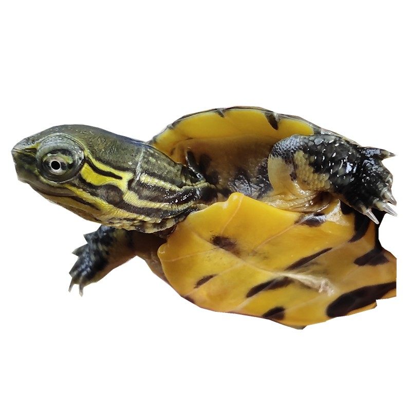 龟苗乌龟活物日本石龟杂日石杂喉宠物网红活体龟