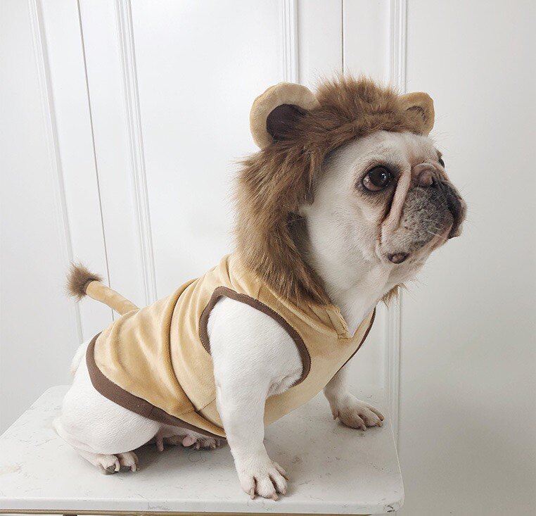 狮子衣服造型装法斗巴哥犬网红宠物万圣节狗宠物服装