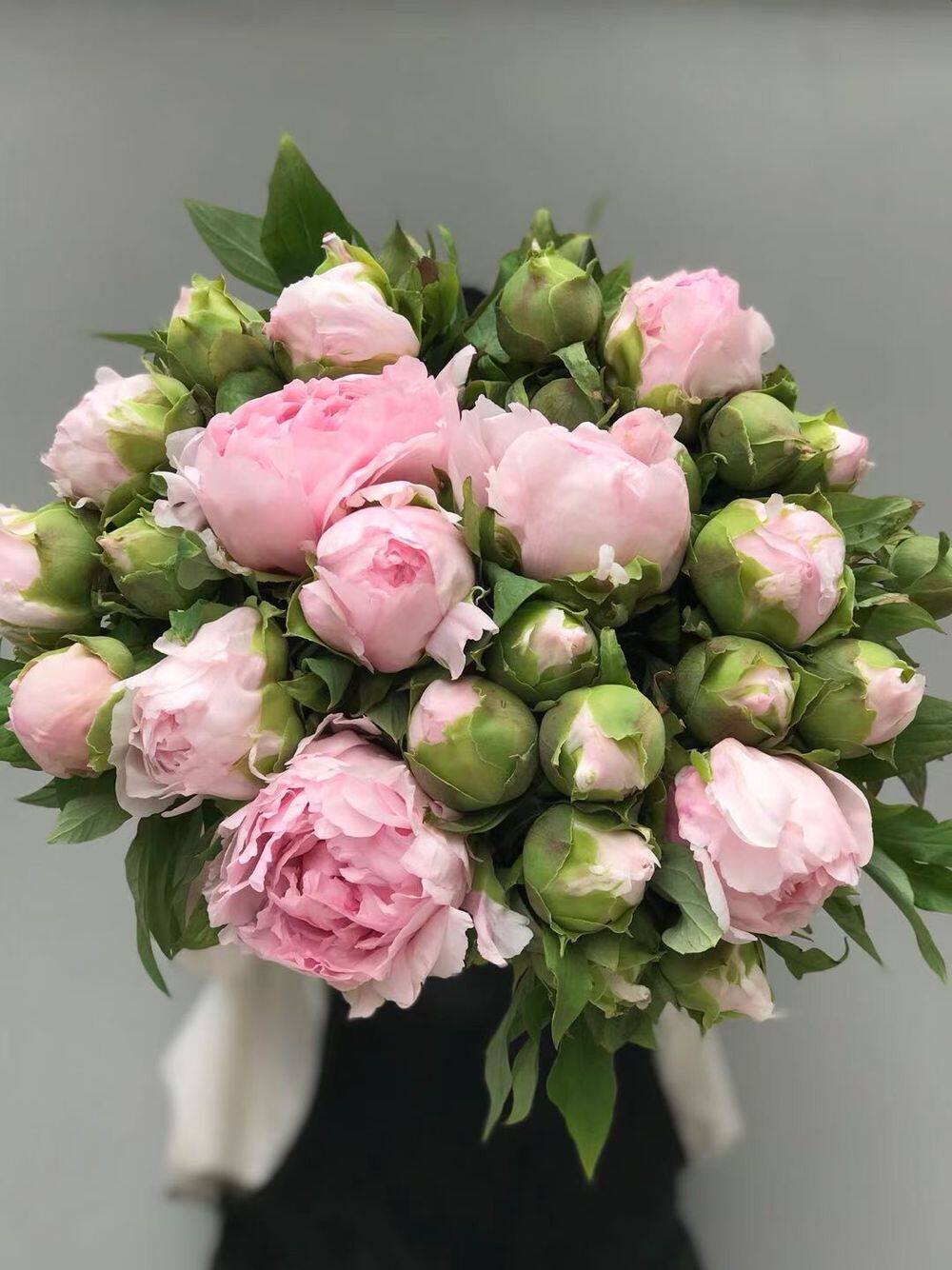 牡丹鲜花芍药鲜切花束母亲节重瓣家庭用花鲜花速递同城