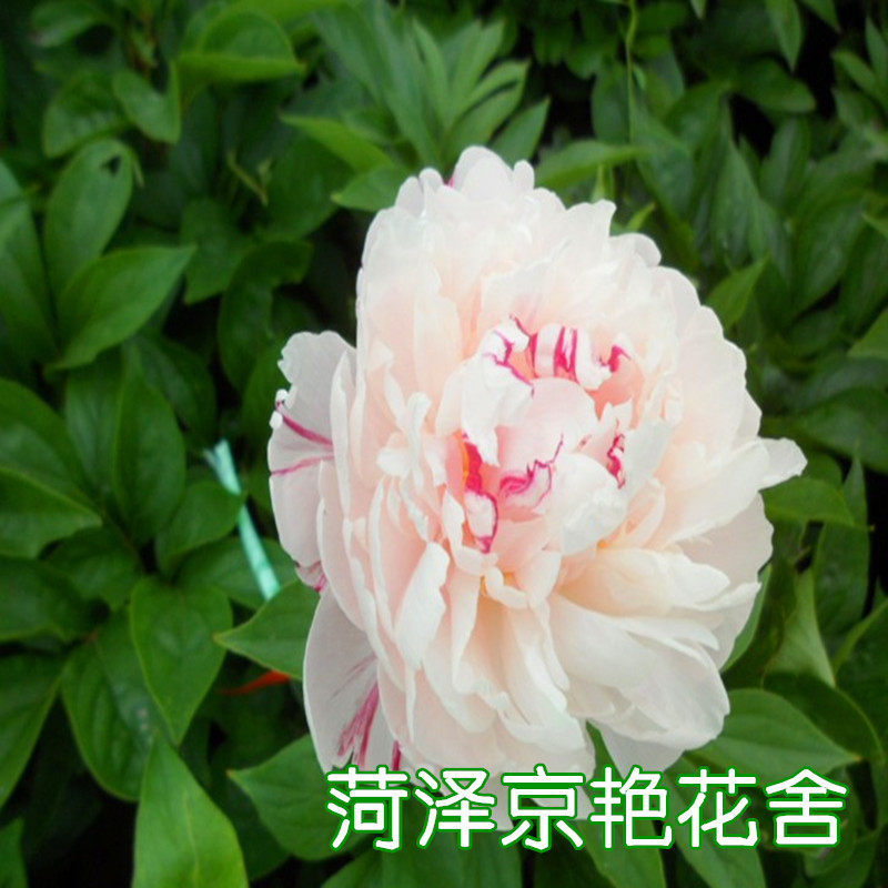芍药花苗粉池金鱼著名菏泽品种盆栽庭院皆可时令草本花卉