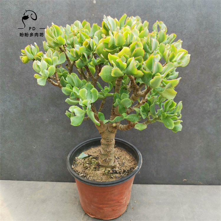 多肉花月海带月老知更鸟植物一物一拍盼盼多肉植物