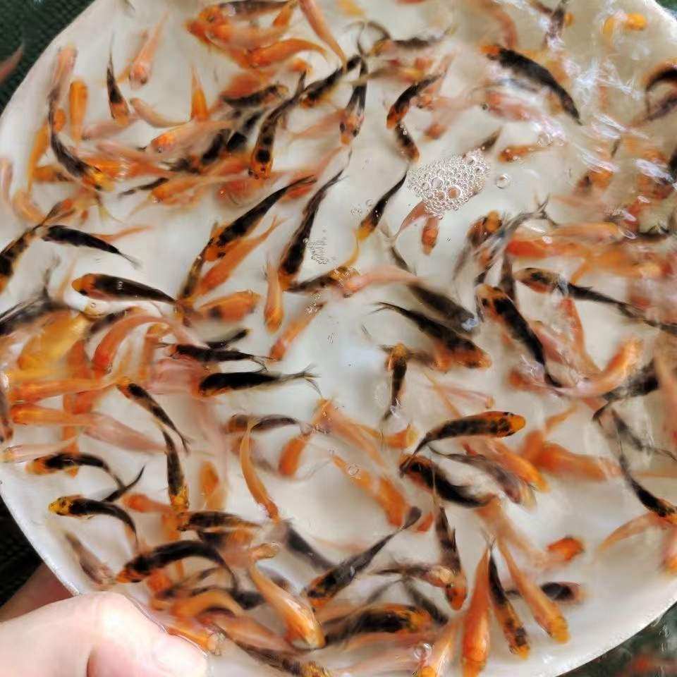 锦鲤日本夏花苗冷水丹顶水花红白鱼苗纯种二代鱼