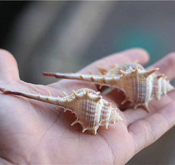 热卖天然海螺贝壳刺螺女巫骨螺拍摄道具地台海螺