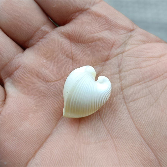 热卖天然海螺贝壳心形鸡心蛤爱心贝家居装饰收藏海螺