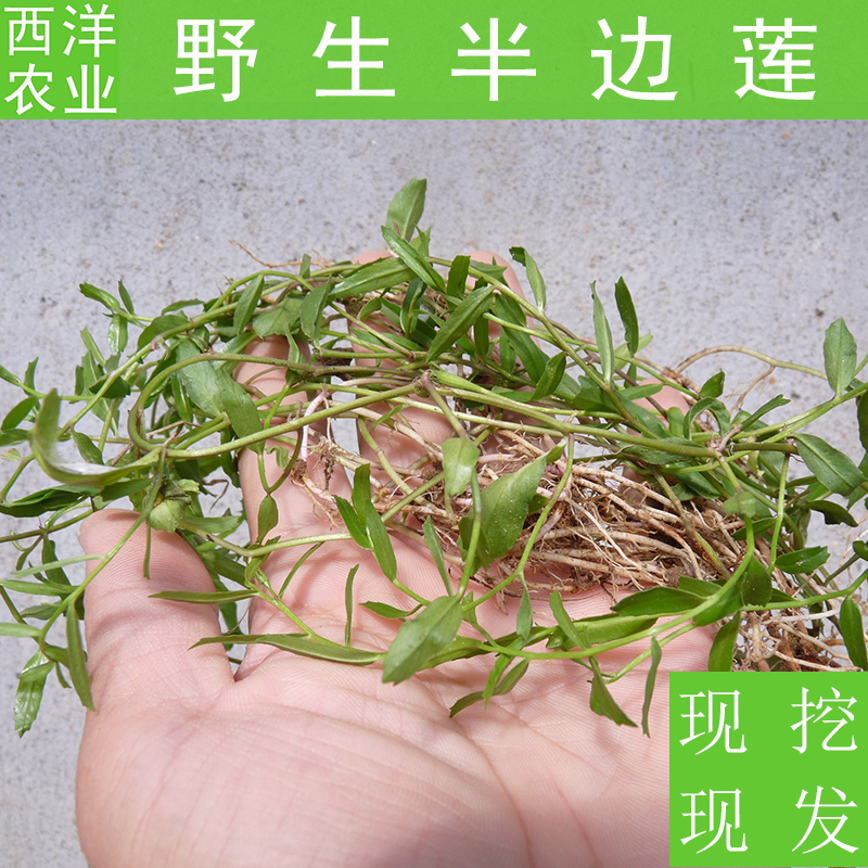 新鲜野生半边莲盆栽种苗50株细米草半边菊瓜仁草急解索鱼尾花包邮
