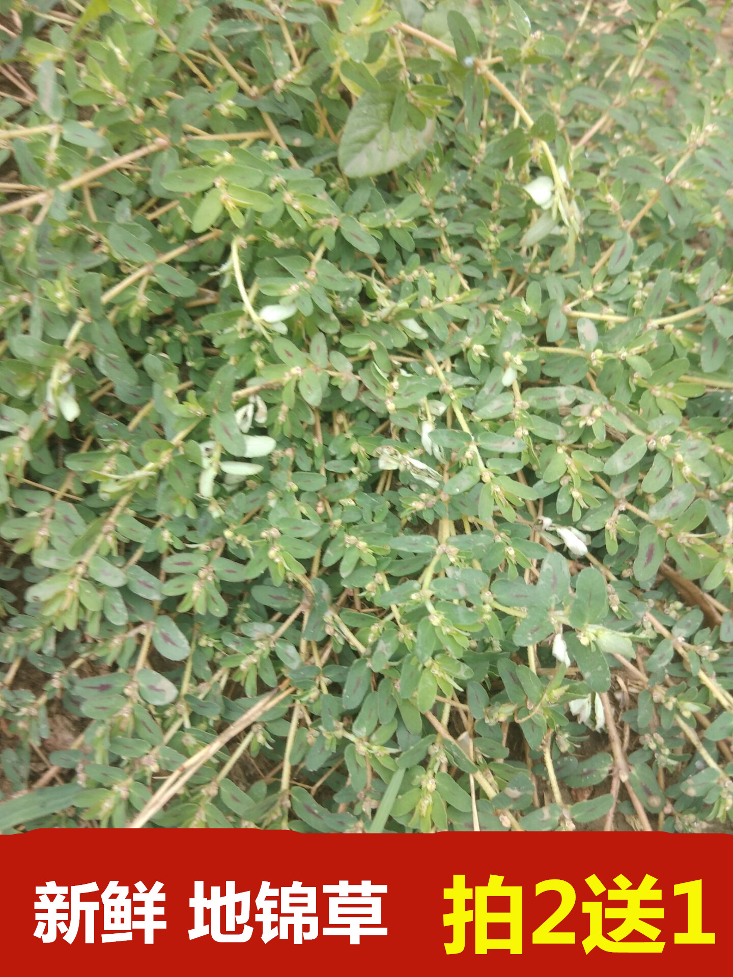 野生新鲜地锦草斑地锦奶浆草铺地草卧蛋草大飞扬500g包邮