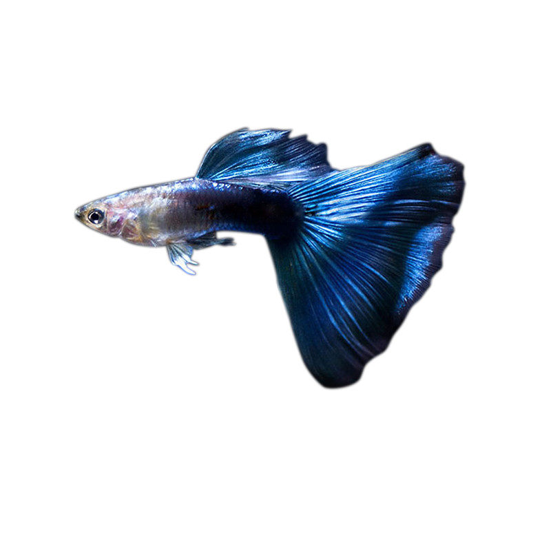 角里鱼舍冰蓝蓝孔雀凤尾胎生小鱼纯种配对繁殖鱼