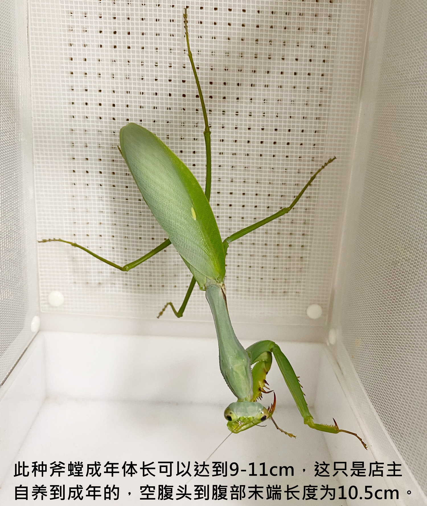 云南斧螳巨斧螳螂活体宠物昆虫另类儿童教室特色爬宠