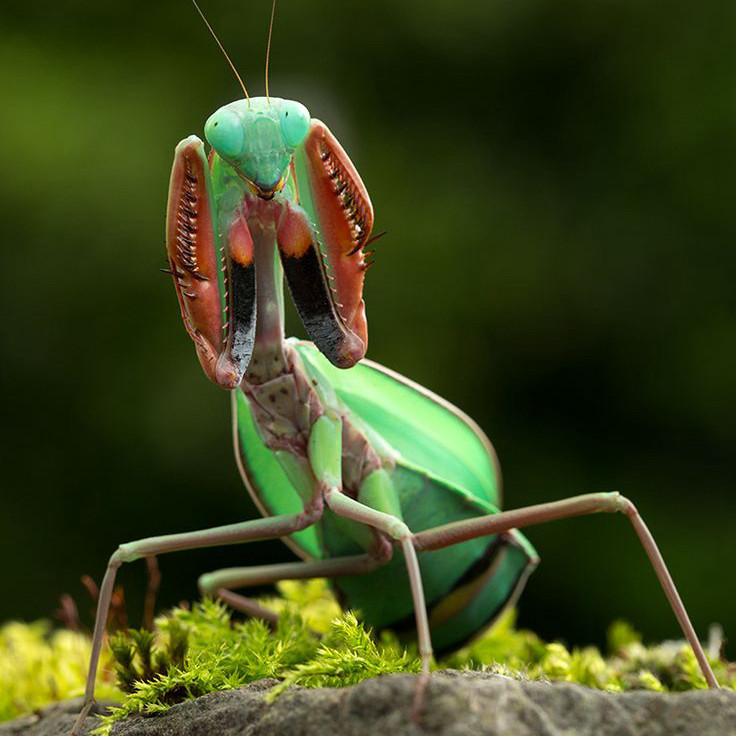 澳洲斧螳澳宽奥宽螳螂活体昆虫另类宠物儿童特色爬宠