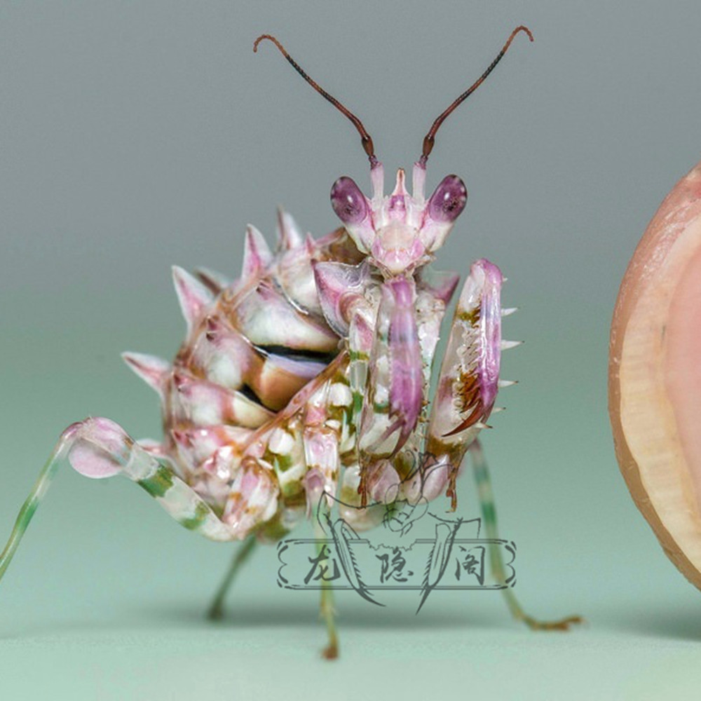 刺花螳亚成非洲螳螂另类活体昆虫爬虫办公室教室特色爬宠