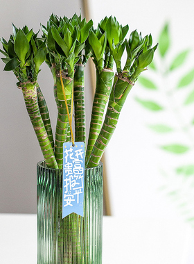 福艺粗大带根龙竹富贵竹植物转运竹弯竹开运直竹室内水养绿植花卉