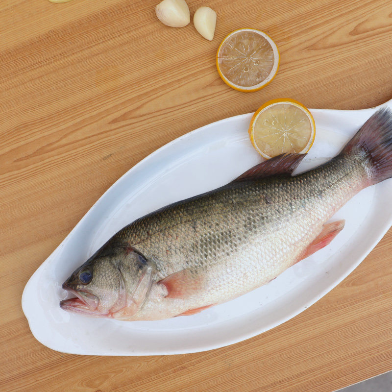 当日宰杀鲜活河鲈鱼净膛重量380g淡水鱼类