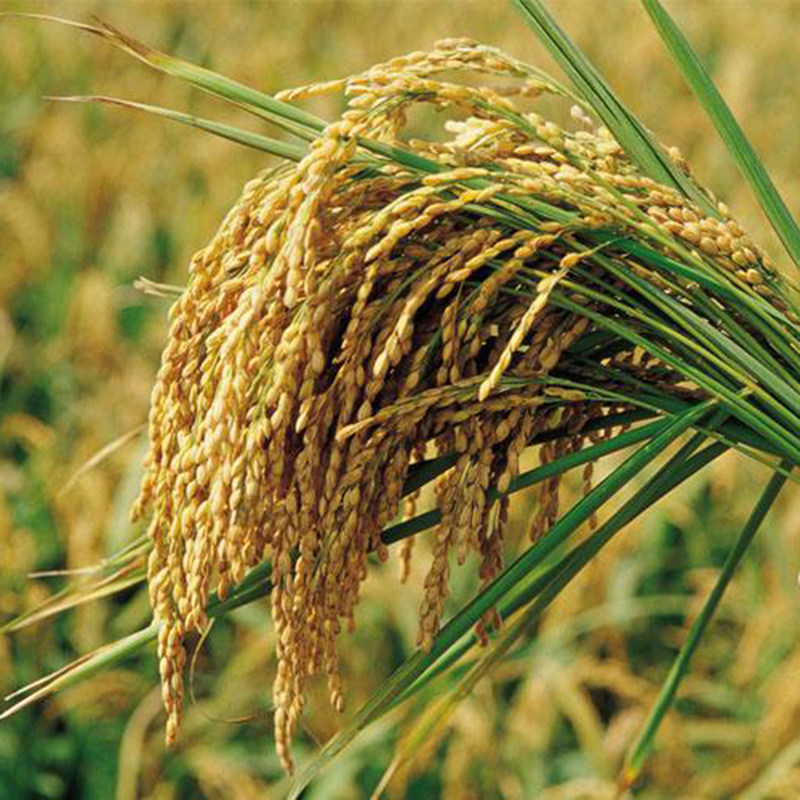 大米东北桓仁正宗稻花花香现磨新米粳米贡米大米