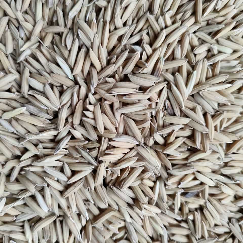 散装水稻种子糯米稻谷种子长粒带壳常规种糯谷稻子2020新种高产