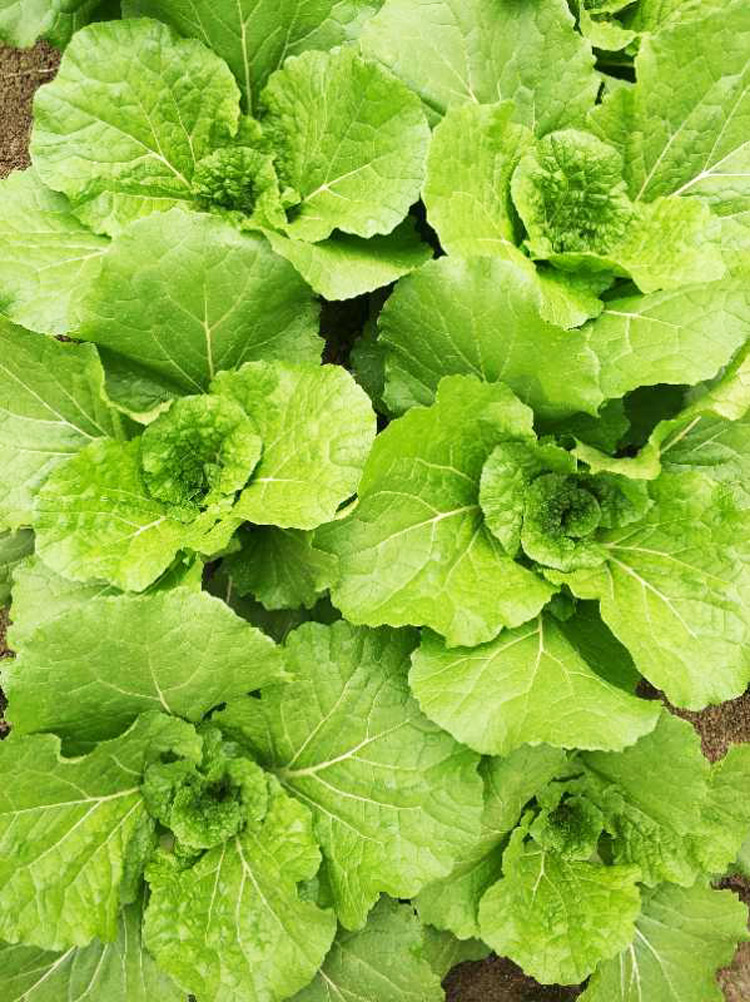 新鲜大白菜叶 东北农家蔬菜包饭包白菜叶子蘸酱菜现摘现发20个叶