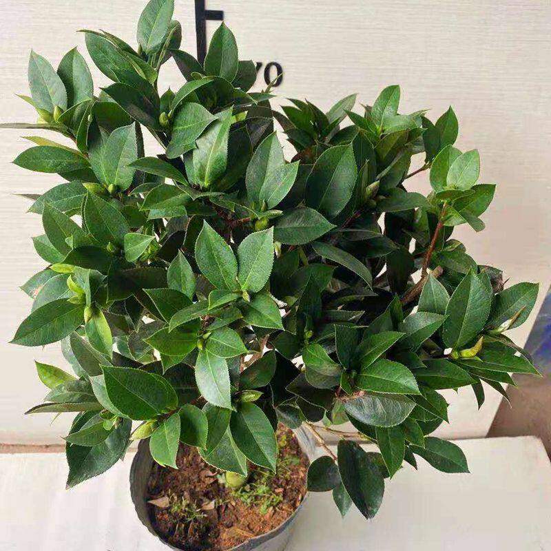 茶花菲利克斯桃花公主大型怒杂品种名贵花苗粉色时令草本花卉