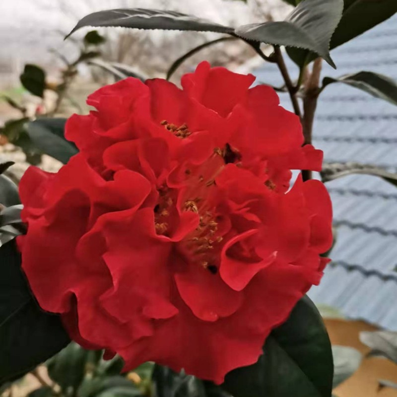 花卉茶花帕克斯先生年宵永福巨型品种茶云名贵时令草本花卉