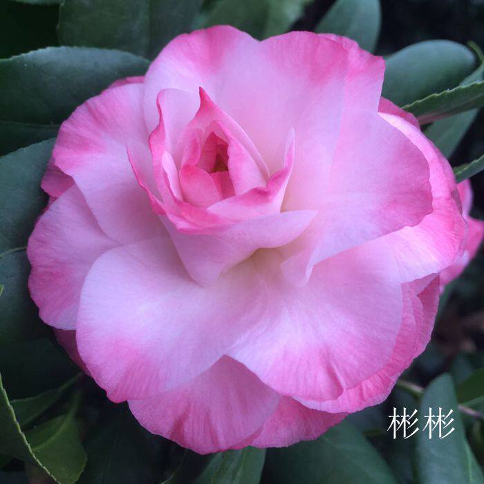 奴酒宝石西澳宝石花龙岩名贵进口茶花正品品包时令草本花卉