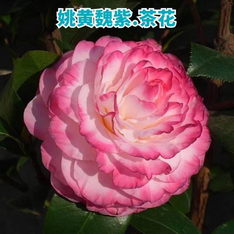 姚黄魏紫新品名茶福建龙岩永福镇名贵品种茶花高档时令草本花卉