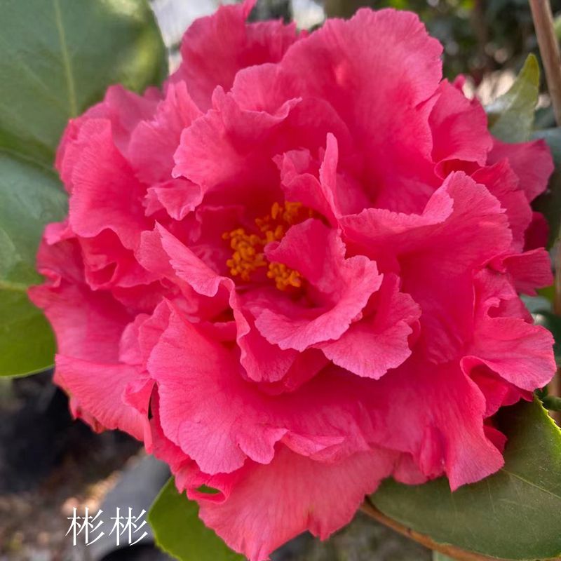 依莲贝蒂进口名贵茶花花品种苗世界名茶四季时令草本花卉