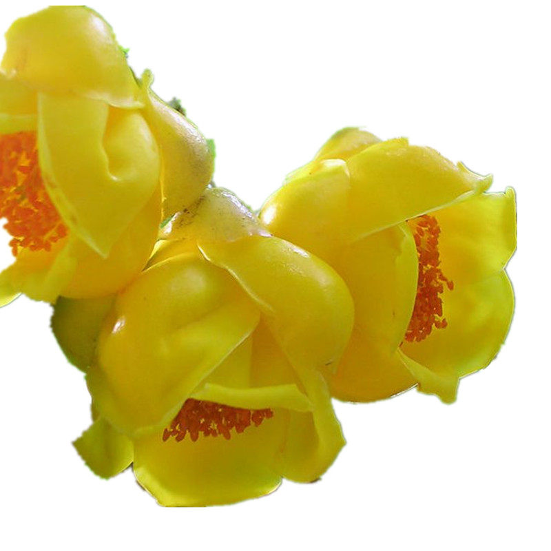 金花茶花茶防城凹脉黄抱茎福建龙岩名贵精品山茶花绿植