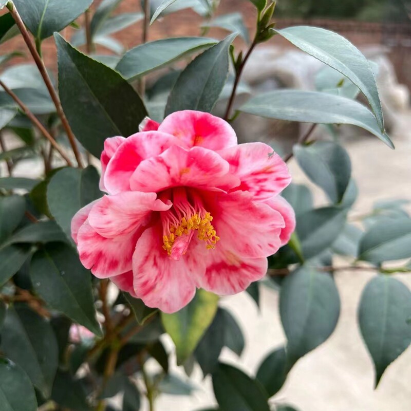 孔雀玉浦福建龙岩名贵进口进口品品种茶花花苗绿植