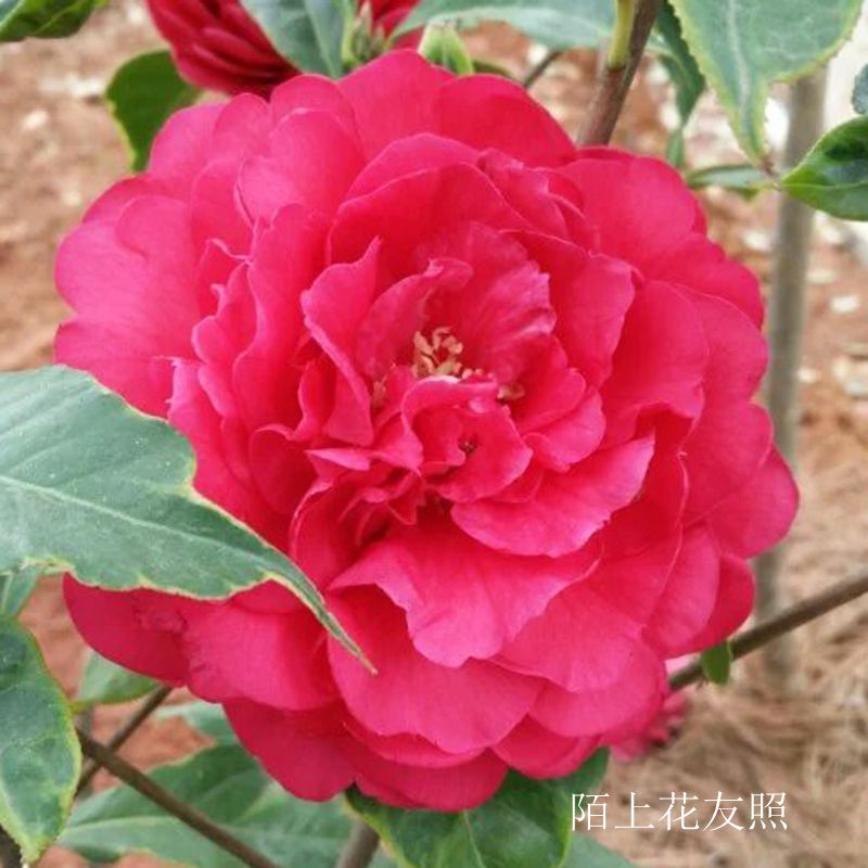 金镶玉福建龙岩永福镇名贵品种茶花花苗红色巨型花卉