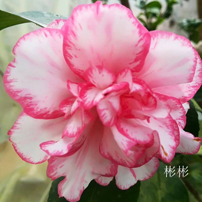 酒盅库卡日本名贵进口进口品品种茶花花苗庭院时令草本花卉